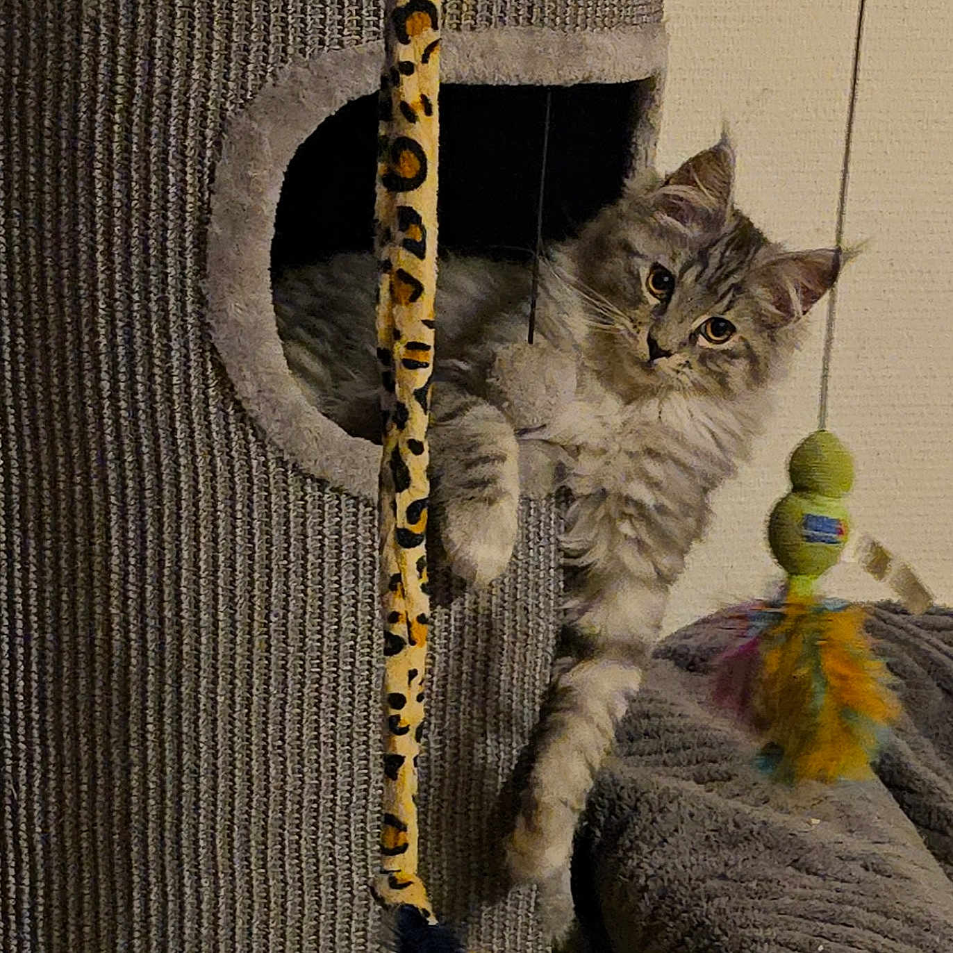 Zeus a rejoint le concours — aidez-le/la à gagner de superbes lots ! abyssinian, animal, baby, cat, clothing, couch, furniture, homedecor, indoors, kitten, knitwear, linen, manx, panther, person, pet, reptile, snake, sweater, toy