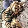 Apyko a rejoint le concours — aidez-le/la à gagner de superbes lots ! animal, blanket, cat, closeup, comfort, cozy, cute, domestic_animal, fur, furry, indoor, paw, pet, pillow, relaxing, resting, sleeping, sunlight, tabby_cat, whiskers