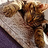 Apyko participe au concours pour gagner de l'argent avec cette photo : animal, blanket, cat, closeup, comfort, cozy, ear, feline, fur, home, indoor, patterned_blanket, paw, pet, relaxed, resting, sleeping, sunlight, tabby, whiskers