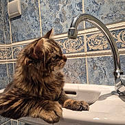 Apyko participe au concours pour gagner de l'argent avec cette photo : animal, bathroom, blue_tiles, cat, chrome_faucet, close_up, curious_cat, domestic_cat, faucet, fur, indoor, mammal, paw, pet, side_view, sink, tabby_cat, tile_wall, water_drops, white_sink