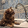 animal, bathroom, blue_tiles, cat, chrome_faucet, close_up, curious_cat, domestic_cat, faucet, fur, indoor, mammal, paw, pet, side_view, sink, tabby_cat, tile_wall, water_drops, white_sink