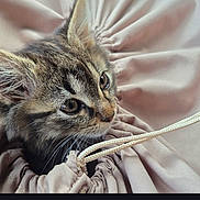Apyko participe au concours pour gagner de l'argent avec cette photo : animal, cat, close_up, cozy, curious, cute, domestic_animal, ears, feline, fur, indoors, kitten, pet, resting, soft_fabric, string, tabby, texture, whiskers, young