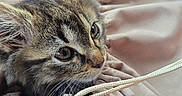 Apyko participe au concours pour gagner de l'argent avec cette photo : animal, cat, close_up, cozy, curious, cute, domestic_animal, ears, feline, fur, indoors, kitten, pet, resting, soft_fabric, string, tabby, texture, whiskers, young