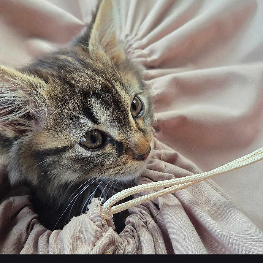 Apyko participe au concours pour gagner de l'argent avec cette photo : animal, cat, close_up, cozy, curious, cute, domestic_animal, ears, feline, fur, indoors, kitten, pet, resting, soft_fabric, string, tabby, texture, whiskers, young