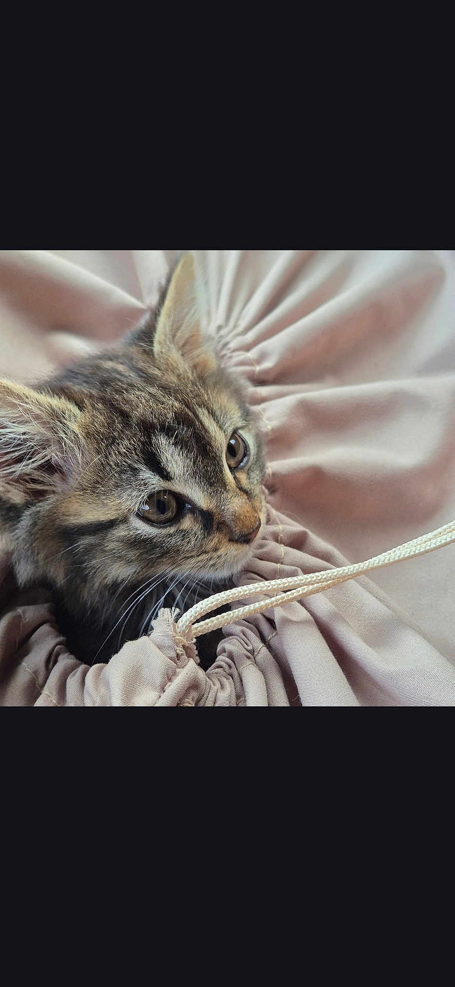 Apyko participe au concours pour gagner de l'argent avec cette photo : animal, cat, close_up, cozy, curious, cute, domestic_animal, ears, feline, fur, indoors, kitten, pet, resting, soft_fabric, string, tabby, texture, whiskers, young