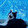 Yo-Yo Meow joined the competition — help win amazing prizes! cat, black_and_white, tuxedo_cat, long_hair, fluffy, pet, animal, indoors, bed, lying_down, sitting, blue_background, window, portrait, close_up, green_eyes, whiskers, ears, relaxed, cozy