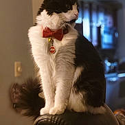 Yo-Yo Meow is registered to the contest to win money with this photo: cat, black_and_white, bow_tie, bell, collar, long_hair, pet, animal, sitting, chair, leather, indoors, home, portrait, tuxedo_pattern, fluffy, whiskers, ears, tail, formal_attire