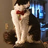cat, black_and_white, bow_tie, bell, collar, long_hair, pet, animal, sitting, chair, leather, indoors, home, portrait, tuxedo_pattern, fluffy, whiskers, ears, tail, formal_attire