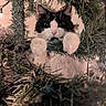 Yo-Yo Meow joined the competition — help win amazing prizes! cat, black_and_white, christmas_tree, holiday, evergreen, tree_branches, fluffy, paws, whiskers, pink_nose, wide_eyes, pet, animal, indoors, warm_lighting, festive, decoration, closeup, portrait, funny