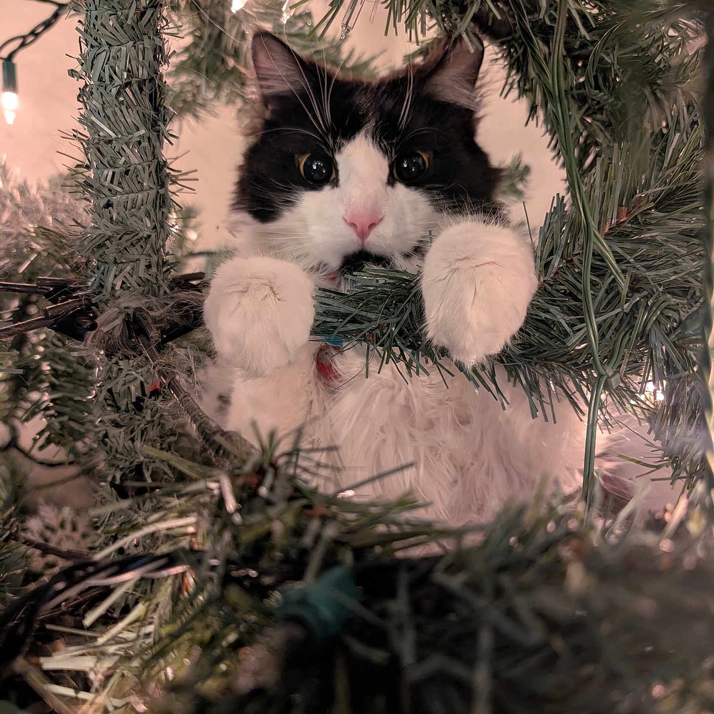 Yo-Yo Meow joined the competition — help win amazing prizes! cat, black_and_white, christmas_tree, holiday, evergreen, tree_branches, fluffy, paws, whiskers, pink_nose, wide_eyes, pet, animal, indoors, warm_lighting, festive, decoration, closeup, portrait, funny
