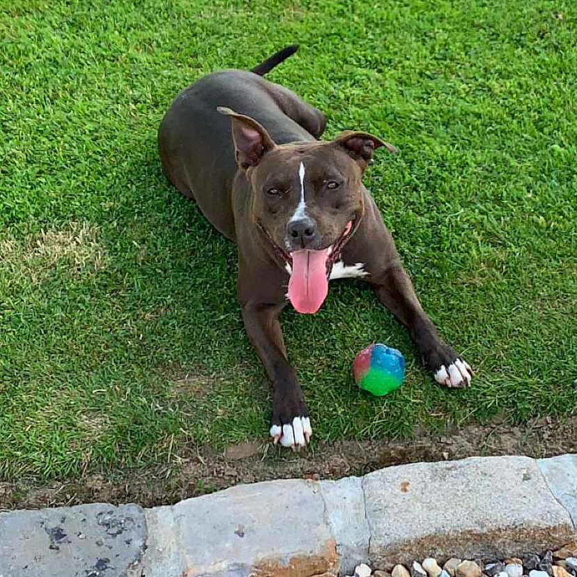 Opaline participe au concours pour gagner de l'argent avec cette photo : animal, backyard, ball, canine, dog, football, grass, lawn, nature, outdoors, pebble, plant, rock, soccer, soccerball, sport, summer, tennis, tennisball, yard