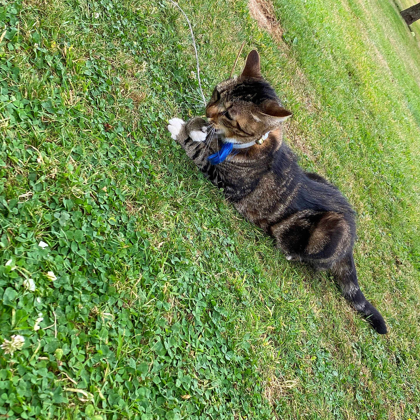 Mirabelle