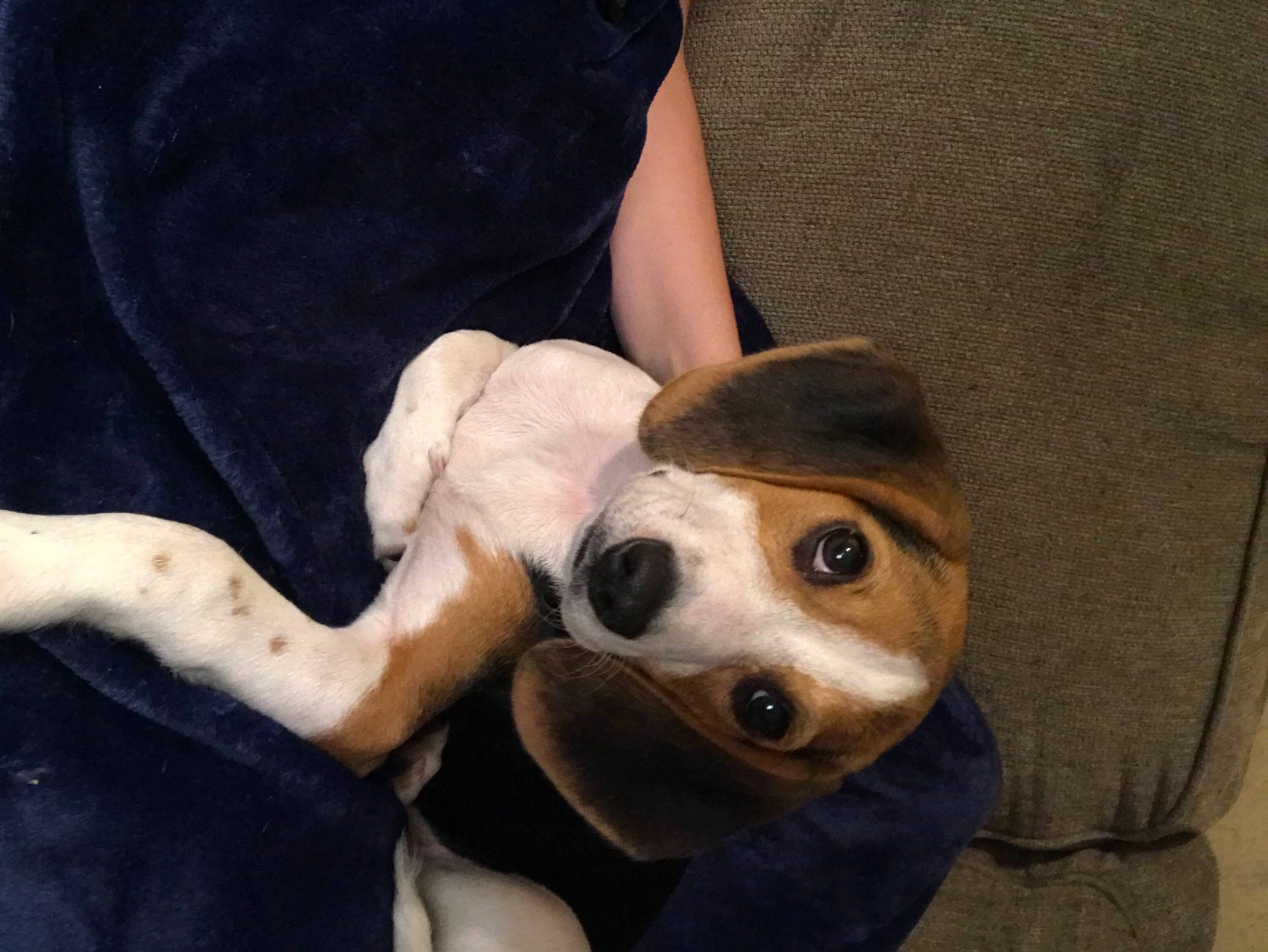 Nala is registered to the contest to win money with this photo: canidae, carnivore, comfort, companion_dog, dog, dog_breed, dog_supply, ear, fawn, fur, human_leg, nail, non_sporting_group, paw, snout, sporting_group, toy, whiskers, working_animal, wrist