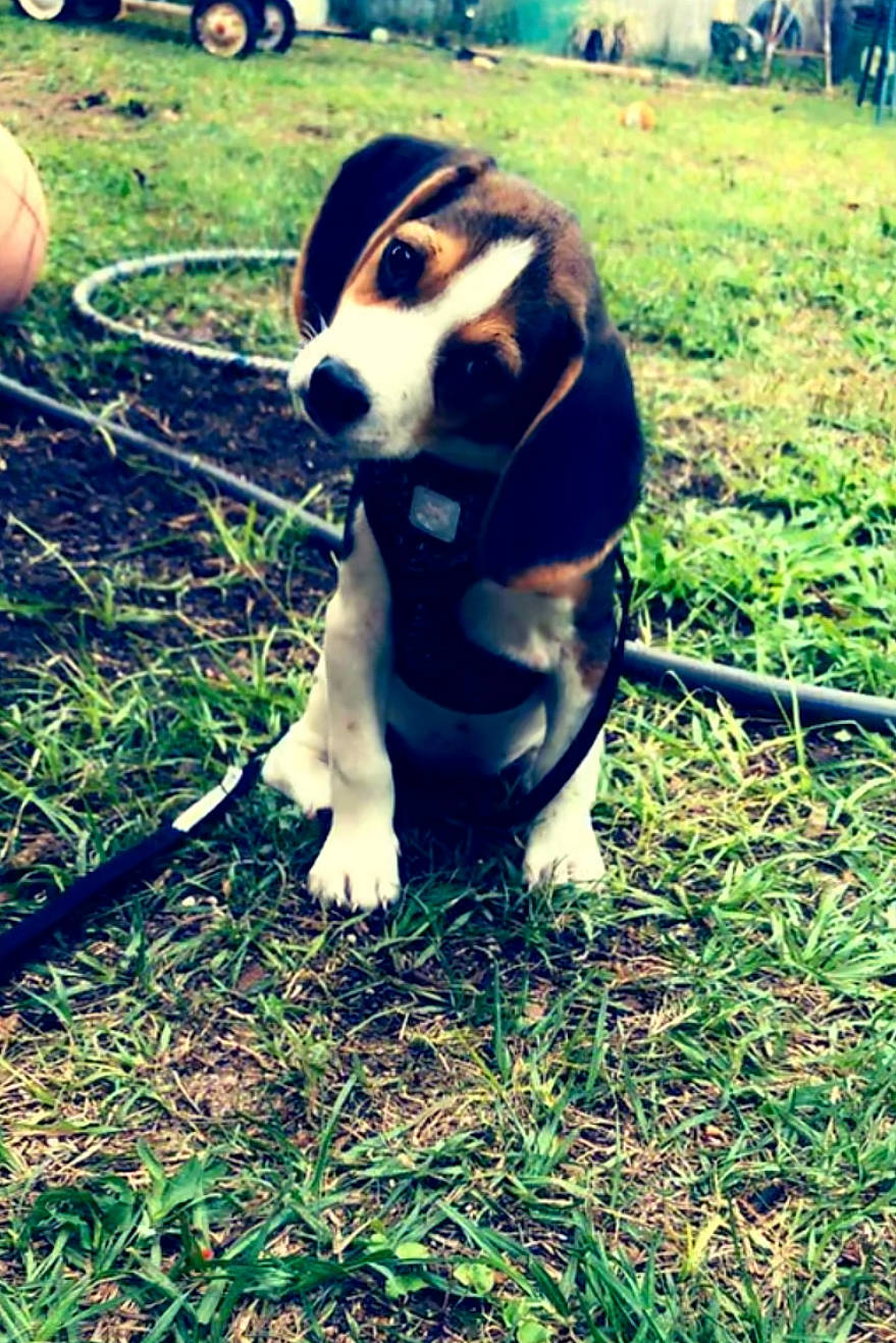 Nala joined the competition — help win amazing prizes! automotive_tire, beagle, carnivore, collar, companion_dog, dog, dog_breed, dog_collar, fawn, grass, green, happy, leash, light, plant, scent_hound, snout, tail, tire, wheel