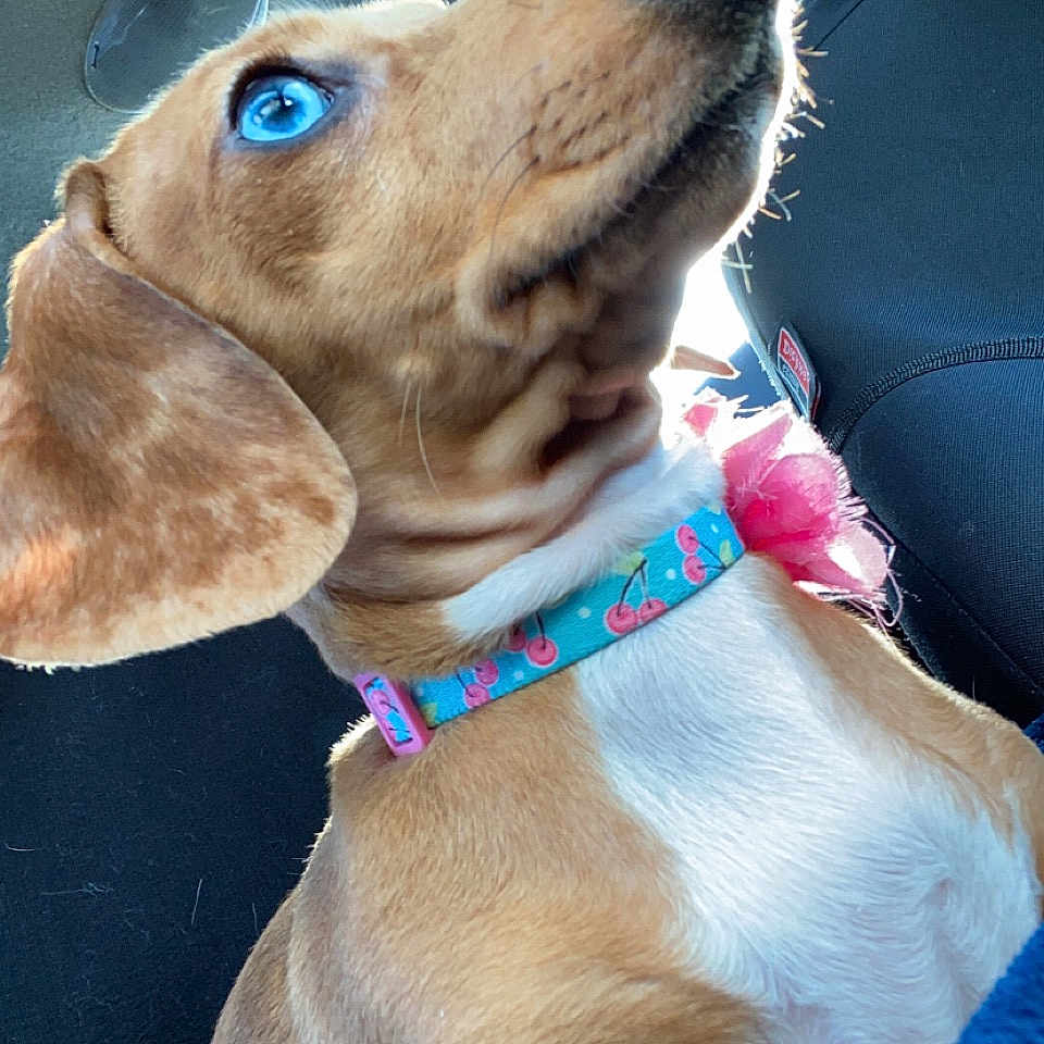 Diamond is registered to the contest to win money with this photo: dog, blue_eyes, collar, cherry_pattern, pink_bow, car_seat, sunlight, brown_fur, white_chest, pet, canine, animal, close_up, portrait, side_view, ears, whiskers, snout, sitting, indoor