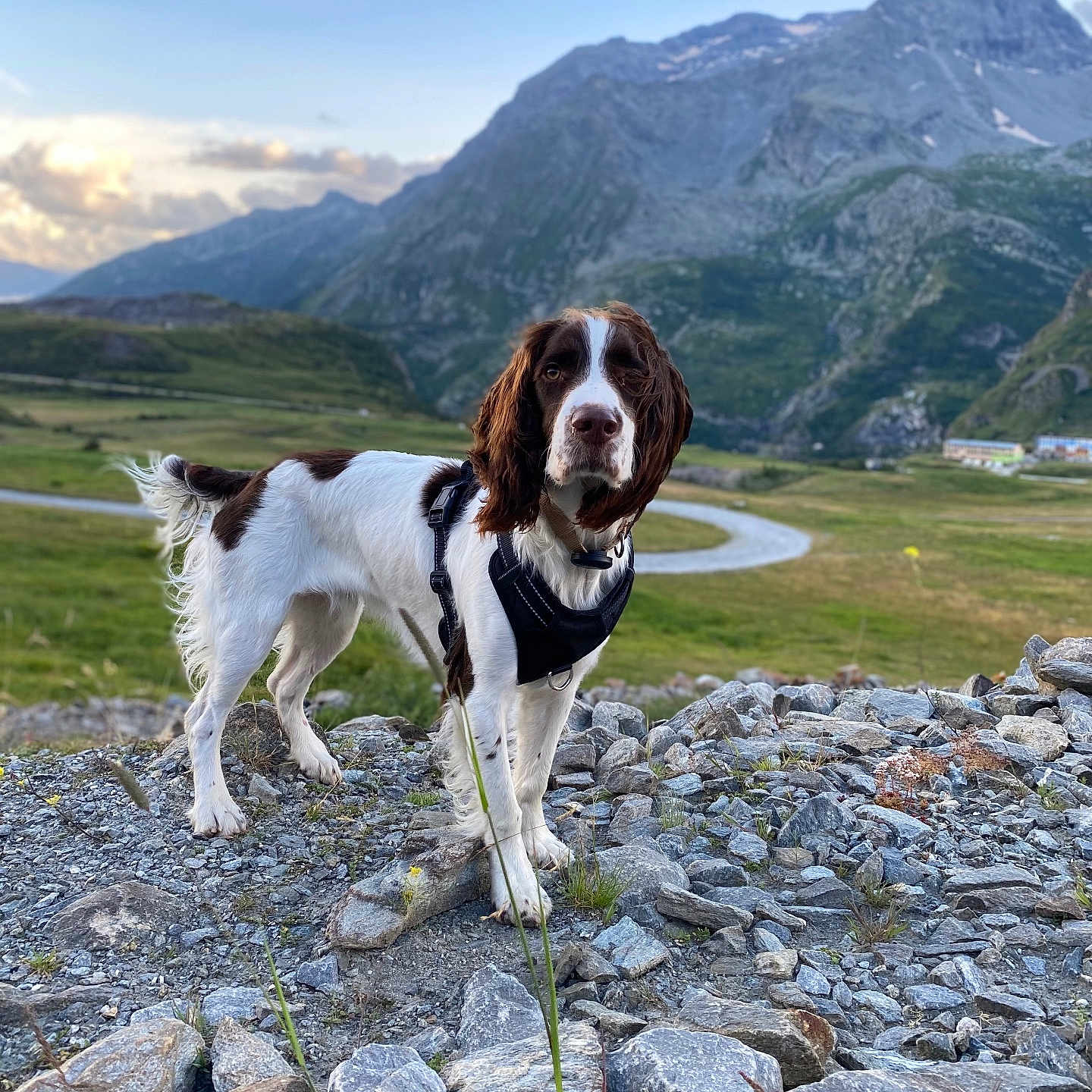 Wilson participe au concours pour gagner de l'argent avec cette photo : animal, canine, dog, grass, landscape, mountain, mountainrange, nature, outdoors, peak, pet, photography, plant, pointer, road, rock, rubble, scenery, slate, wilderness