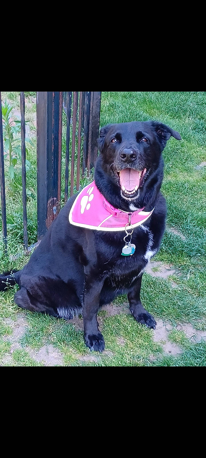 Sadie-marie is registered to the contest to win money with this photo: borador, carnivore, collar, companion_dog, dog, dog_breed, dog_collar, electric_blue, fur, grass, guard_dog, gun_dog, magenta, plant, retriever, sporting_group, tail, tree, whiskers, working_animal