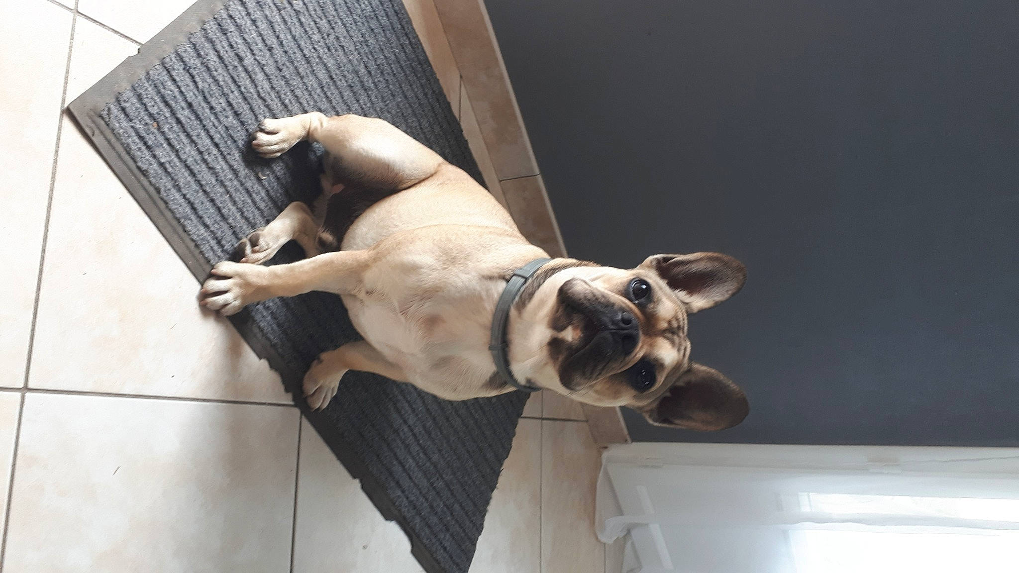 Milo participe au concours pour gagner de l'argent avec cette photo : american_bulldog, australian_bulldog, bulldog, canidae, carnivore, companion_dog, dog, dog_breed, fawn, french_bulldog, mammal, non_sporting_group, old_english_bulldog, olde_english_bulldogge, pug, puppy, sporting_group, toy_bulldog, toy_dog, valley_bulldog