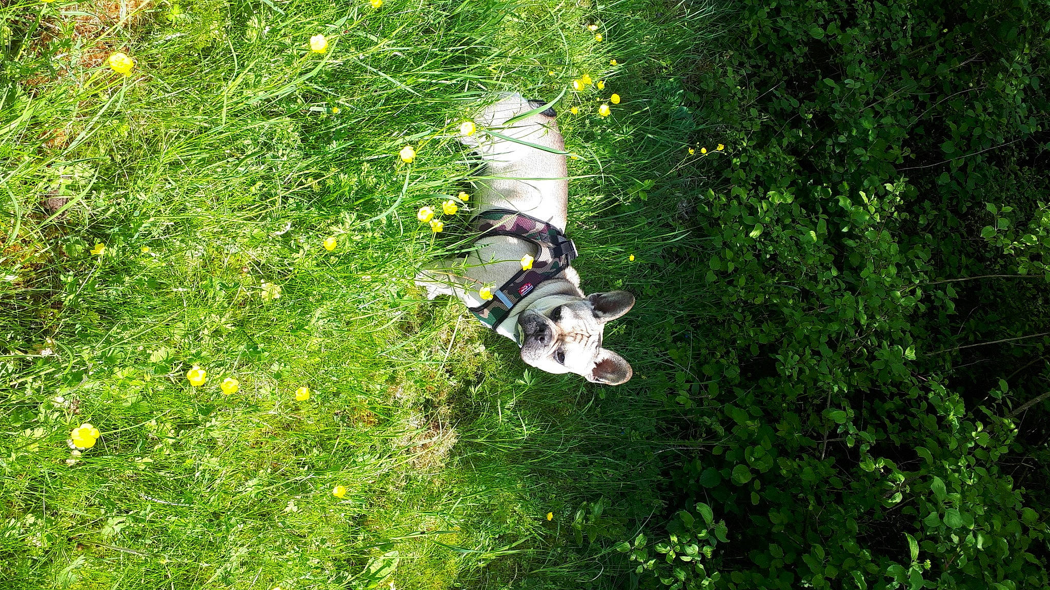 Milo participe au concours pour gagner de l'argent avec cette photo : adventure, extreme_sport, forest, grass, jungle, plant, rainforest, recreation, tree