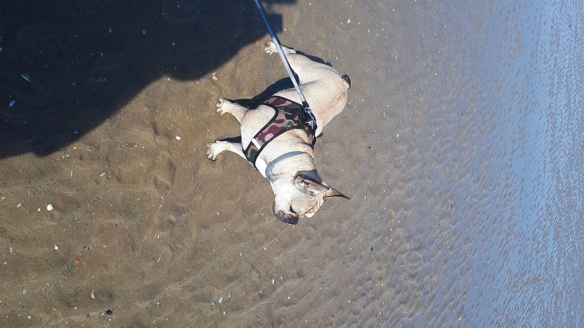 Milo a rejoint le concours — aidez-le/la à gagner de superbes lots ! adventure, canidae, carnivore, dog, fawn, non_sporting_group, sporting_group