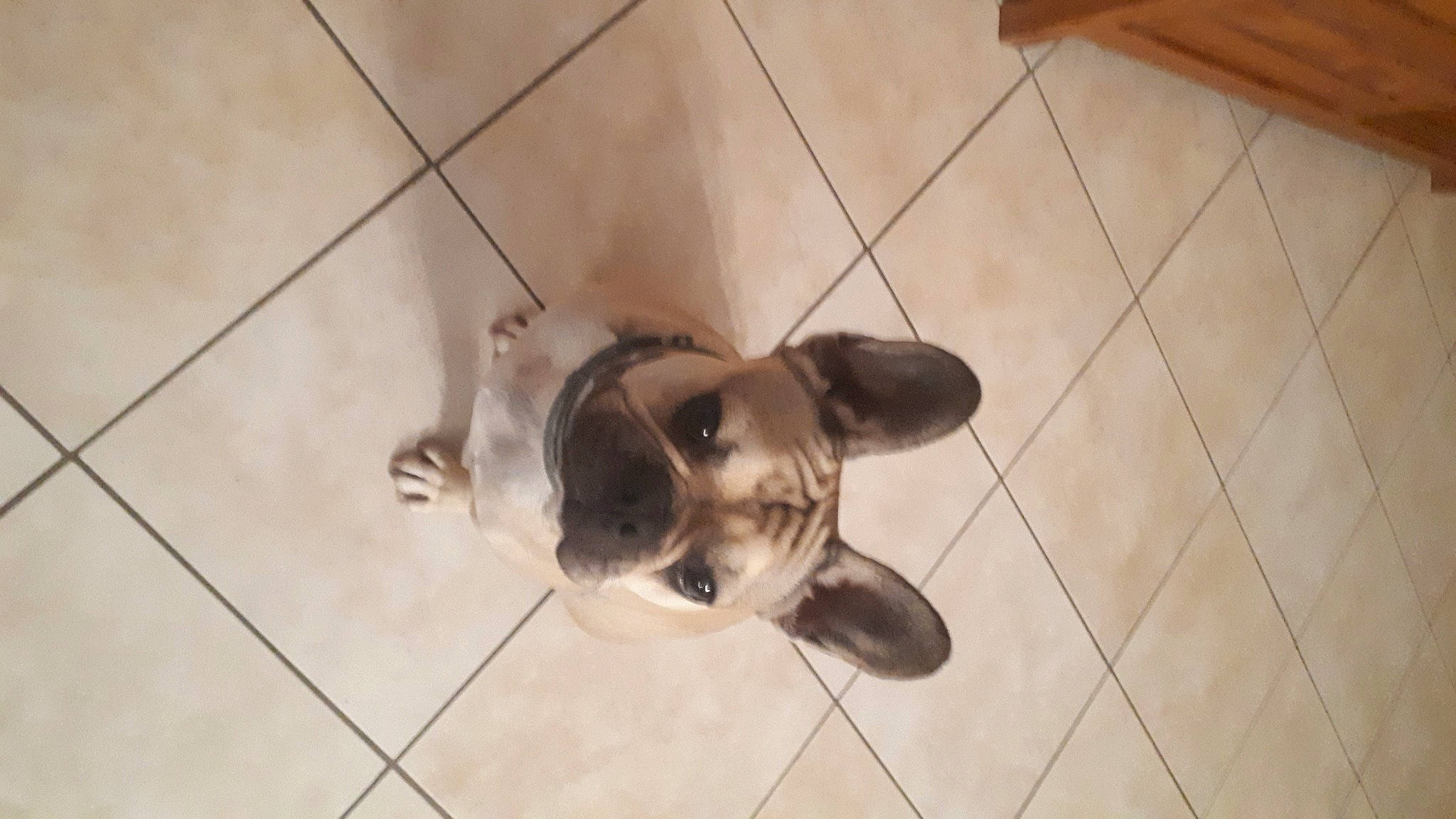 Milo a rejoint le concours — aidez-le/la à gagner de superbes lots ! canidae, carnivore, companion_dog, dog, dog_breed, fawn, floor, flooring, mammal, puppy, smooth_fox_terrier, snout, sporting_group, tail, tile