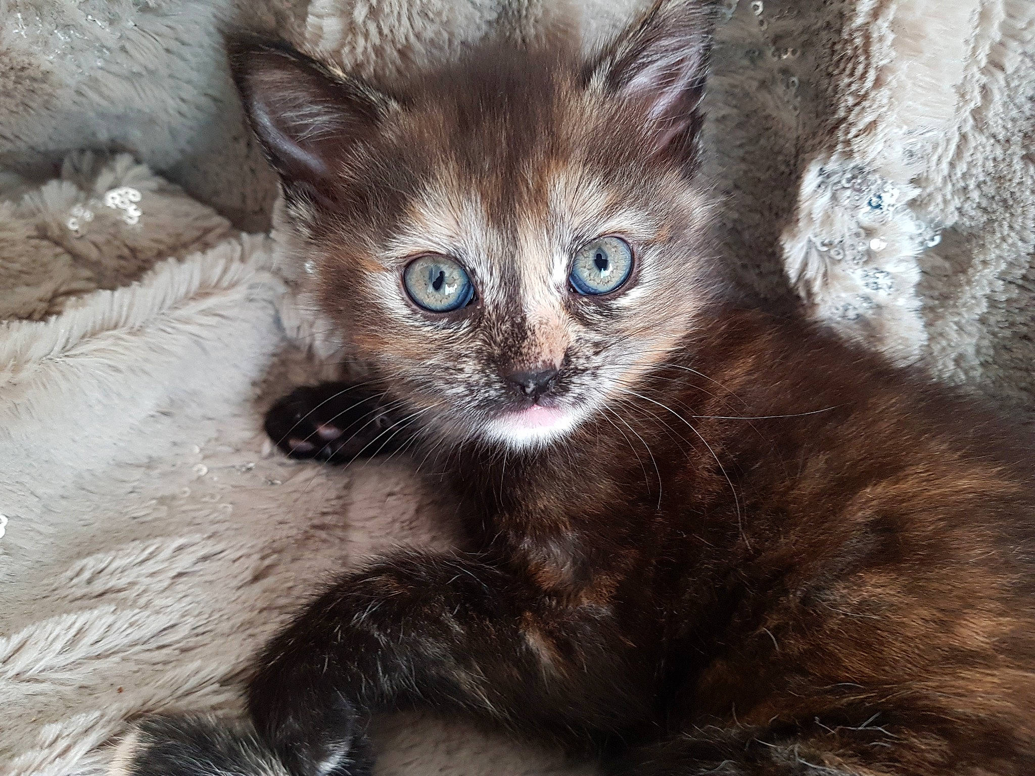 Dada a rejoint le concours — aidez-le/la à gagner de superbes lots ! asian, asian_semi_longhair, carnivore, cat, claw, domestic_long_haired_cat, domestic_short_haired_cat, eye, felidae, fur, german_rex, iris, kitten, mammal, nebelung, ojos_azules, small_to_medium_sized_cats, snout, vertebrate, whiskers