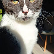 Doudou participe au concours pour gagner de l'argent avec cette photo : cat, close_up, black_and_white, whiskers, yellow_eyes, indoor, sunlight, shadow, feline, pet, portrait, animal, fur, domestic_cat, sitting, chair, wooden_floor, relaxing, sharp_focus, background_blur