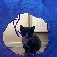 Leonardo joined the competition — help win amazing prizes! animal, cat, curious, cute, ears, feline, floor, gray_and_white, home, indoor, kitten, looking, pet, play, purple_tunnel, radiator, small, toy, whiskers, young