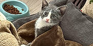 Leonardo joined the competition — help win amazing prizes! animal, blanket, blue_toy, brown_blanket, cat, cozy, curious, cute, floor, food_bowl, fur, gray_and_white, indoor, kibble, kitten, pet, resting, soft_texture, stuffed_toy, young_cat