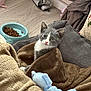 animal, blanket, blue_toy, brown_blanket, cat, cozy, curious, cute, floor, food_bowl, fur, gray_and_white, indoor, kibble, kitten, pet, resting, soft_texture, stuffed_toy, young_cat