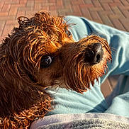 Ginger joined the competition — help win amazing prizes! animal, blue_pants, brick_floor, brown_dog, canine, close_up, companion, curly_hair, cute, dog, fur_texture, human_legs, lap, looking_up, outdoor, pet, portrait, sunlight, warm_light, wet_fur
