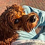 animal, blue_pants, brick_floor, brown_dog, canine, close_up, companion, curly_hair, cute, dog, fur_texture, human_legs, lap, looking_up, outdoor, pet, portrait, sunlight, warm_light, wet_fur