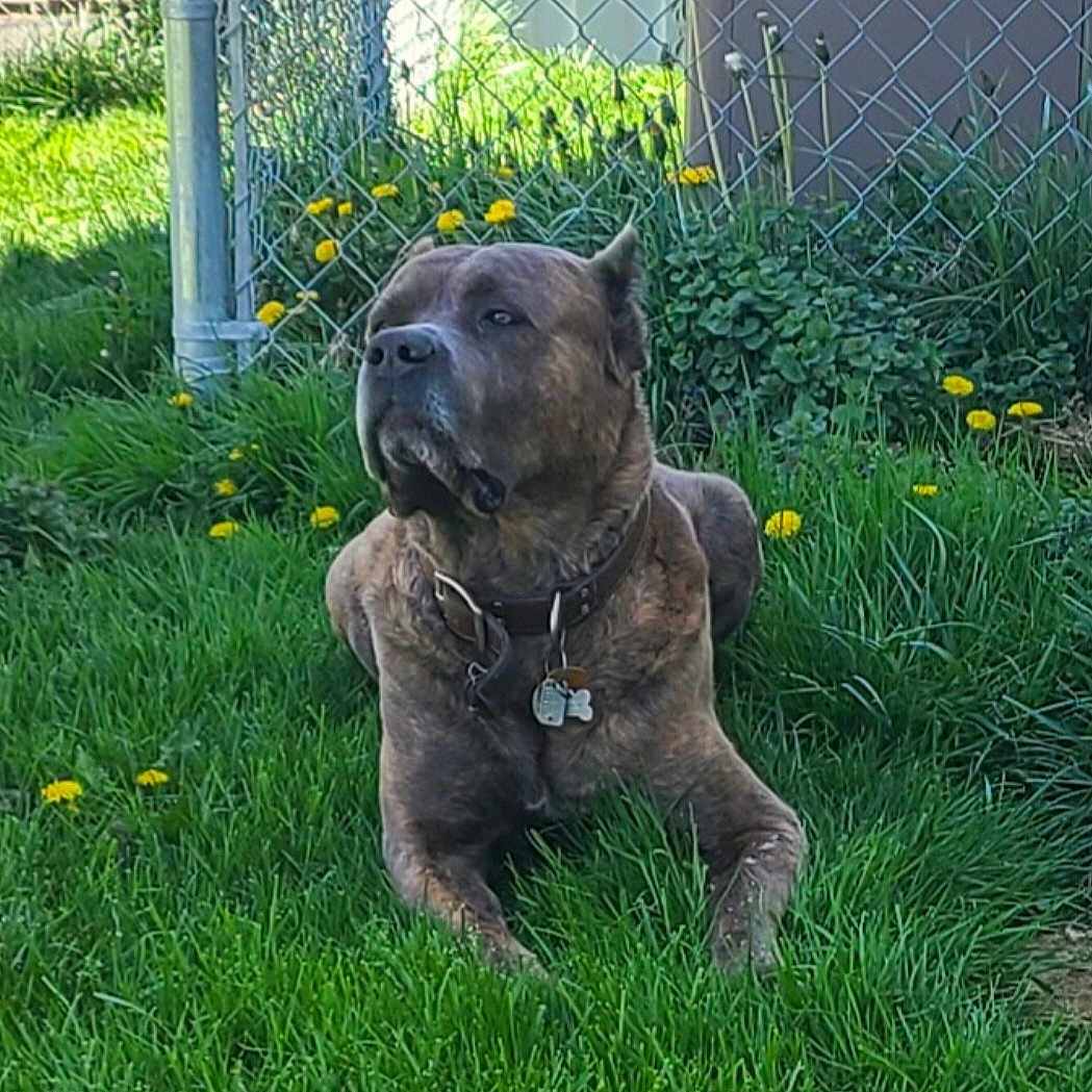 Arktos Christopher is registered to the contest to win money with this photo: animal, brindle, canine, collar, dandelion, dog, fence, garden, grass, greenery, nature, outdoor, pet, plant, relaxed, resting, summer, sunlight, tag, yard