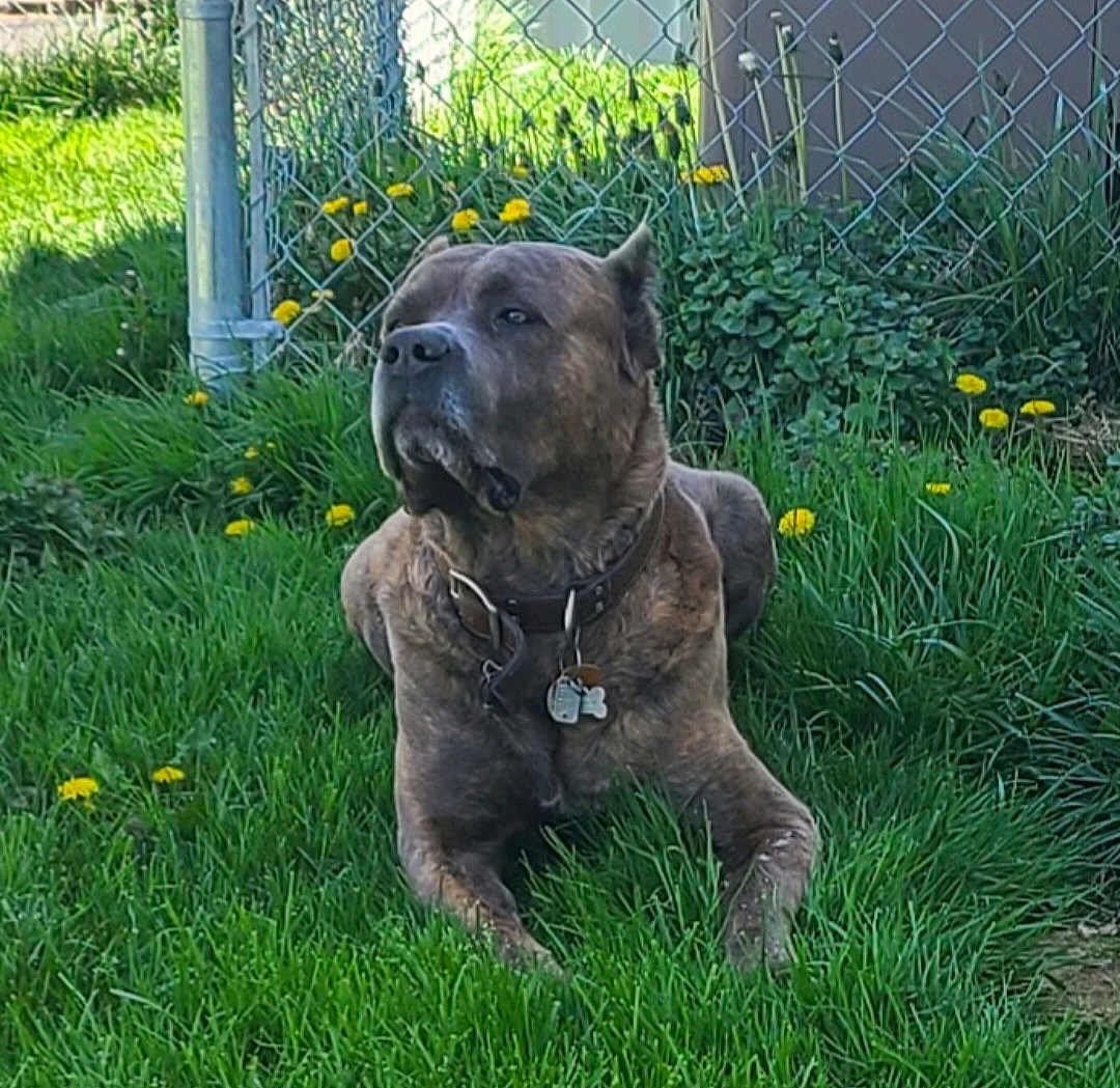 Arktos Christopher is registered to the contest to win money with this photo: dog, brindle, grass, dandelion, fence, outdoor, pet, collar, tag, garden, greenery, relaxed, canine, animal, nature, summer, yard, resting, sunlight, plant