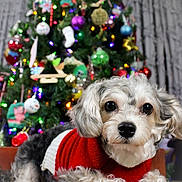 Ponyo joined the competition — help win amazing prizes! dog, small_dog, puppy, christmas_tree, ornaments, holiday_lights, red_sweater, pet_portrait, close_up, furry, paws, indoor, festive, bokeh, decoration, cute, white_and_gray_fur, portrait, holiday, christmas_decorations