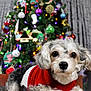dog, small_dog, puppy, christmas_tree, ornaments, holiday_lights, red_sweater, pet_portrait, close_up, furry, paws, indoor, festive, bokeh, decoration, cute, white_and_gray_fur, portrait, holiday, christmas_decorations