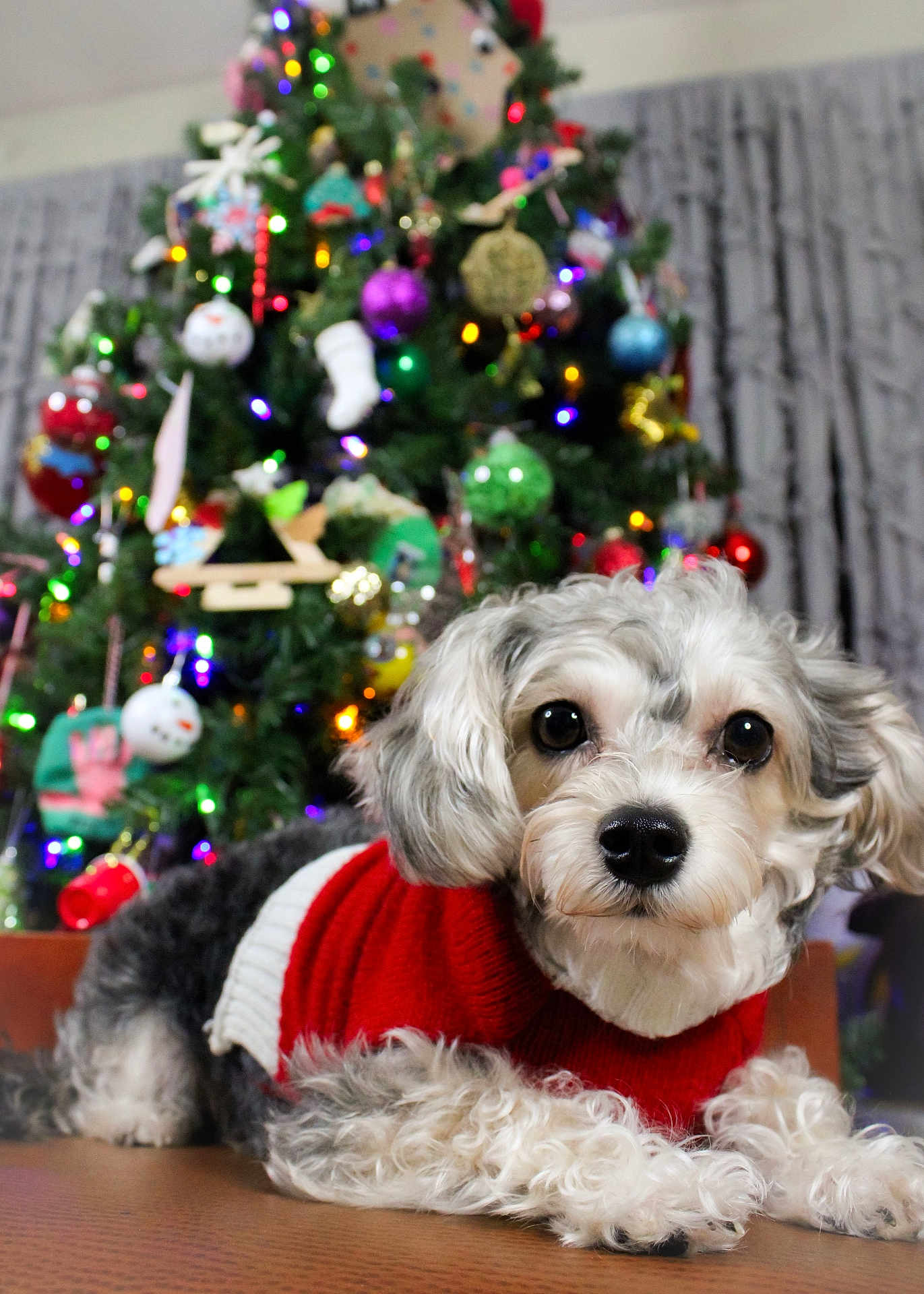 Ponyo joined the competition — help win amazing prizes! dog, small_dog, puppy, christmas_tree, ornaments, holiday_lights, red_sweater, pet_portrait, close_up, furry, paws, indoor, festive, bokeh, decoration, cute, white_and_gray_fur, portrait, holiday, christmas_decorations