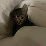 Tofu is registered to the contest to win money with this photo: cat, tabby, pet, animal, feline, sleepy, cozy, blanket, bedding, bed, indoors, portrait, close_up, whiskers, ears, fur, striped, resting, cuddly, low_light