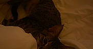 Tofu is registered to the contest to win money with this photo: cat, tabby_cat, sleeping, bed, blanket, bedding, indoors, cozy, pet, furry, whiskers, ears, eyes, curled_up, relaxed, warm, dim_lighting, portrait, home, nighttime