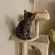 Tofu is registered to the contest to win money with this photo: cat, kitten, tabby, pet, animal, sitting, cat_tree, scratching_post, indoors, home, furniture, platform, toy, whiskers, ears, striped_fur, brown_fur, cozy, portrait, household