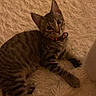 Tofu is registered to the contest to win money with this photo: cat, kitten, tabby, pet, animal, feline, collar, red_collar, fluffy_rug, carpet, indoor, home, cozy, lying_down, sitting, wide_eyed, striped_fur, whiskers, portrait, warm_lighting