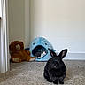 rabbit, black_rabbit, kitten, cat, teddy_bear, stuffed_animal, blue_whale, pet, indoor, carpet, room, corner, animal, sitting, peeking, foreground, background, cute, home, portrait