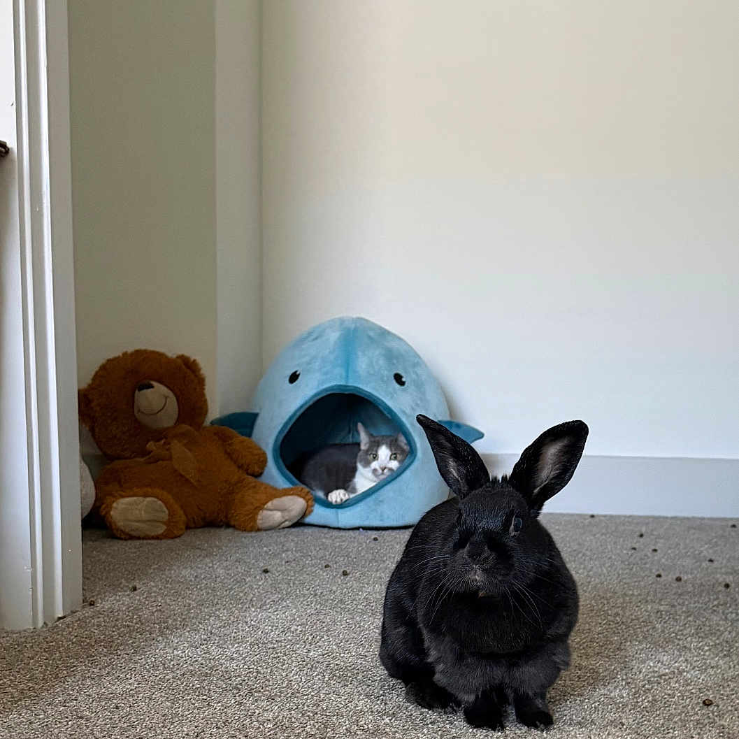 Thomas And Loaf