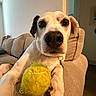 dog, pet, canine, white_dog, black_ear, brown_ear, large_nose, wide_eyes, tennis_ball, toy, sitting, armchair, indoors, living_room, couch, collar, portrait, close_up, funny, playful