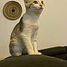 Elfy participe au concours pour gagner de l'argent avec cette photo : cat, kitten, animal, pet, sitting, chair, furniture, indoor, portrait, white_fur, orange_fur, tabby, blue_eyes, alert, ears, whiskers, paws, home, wall_decor, cozy