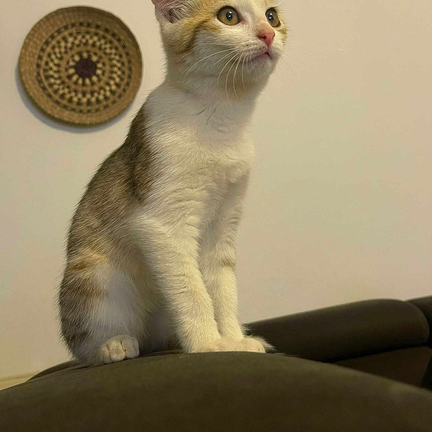 Elfy participe au concours pour gagner de l'argent avec cette photo : cat, kitten, animal, pet, sitting, chair, furniture, indoor, portrait, white_fur, orange_fur, tabby, blue_eyes, alert, ears, whiskers, paws, home, wall_decor, cozy