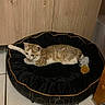 Elfy participe au concours pour gagner de l'argent avec cette photo : cat, kitten, tabby, white_fur, brown_fur, pet_bed, sleeping, lying_down, animal, domestic_animal, pet, toy, ball, indoor, home, wood_paneling, tiled_floor, cozy, black_bed, portrait