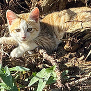 Elfy a rejoint le concours — aidez-le/la à gagner de superbes lots ! cat, kitten, feline, animal, pet, cream_fur, outdoors, nature, tree_roots, branches, leaves, woodland, ground, lying_down, resting, alert, whiskers, ears, sunlight, portrait