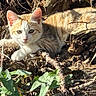 cat, kitten, feline, animal, pet, cream_fur, outdoors, nature, tree_roots, branches, leaves, woodland, ground, lying_down, resting, alert, whiskers, ears, sunlight, portrait