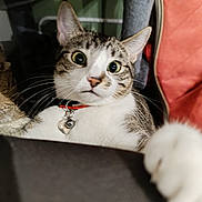 Yamato a rejoint le concours — aidez-le/la à gagner de superbes lots ! abyssinian, accessories, animal, armchair, cat, chair, collar, couch, egyptiancat, furniture, jewelry, kitten, manx, necklace, pet, siamese, strap